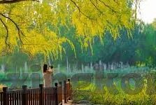 足球循环赛比分-深度解析,足球循环赛比分背后的策略与激情碰撞